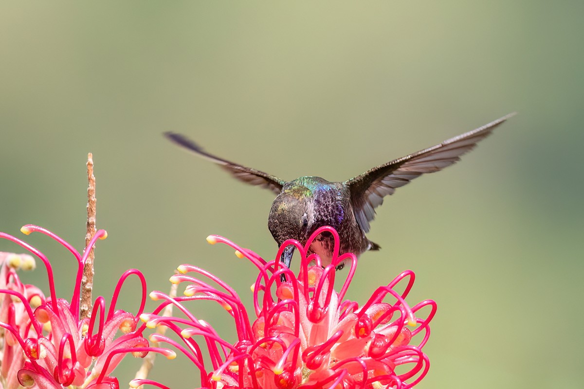 kolibřík safírový - ML613680016