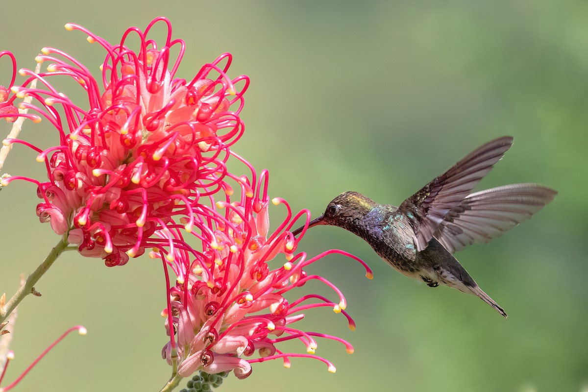 kolibřík safírový - ML613680017