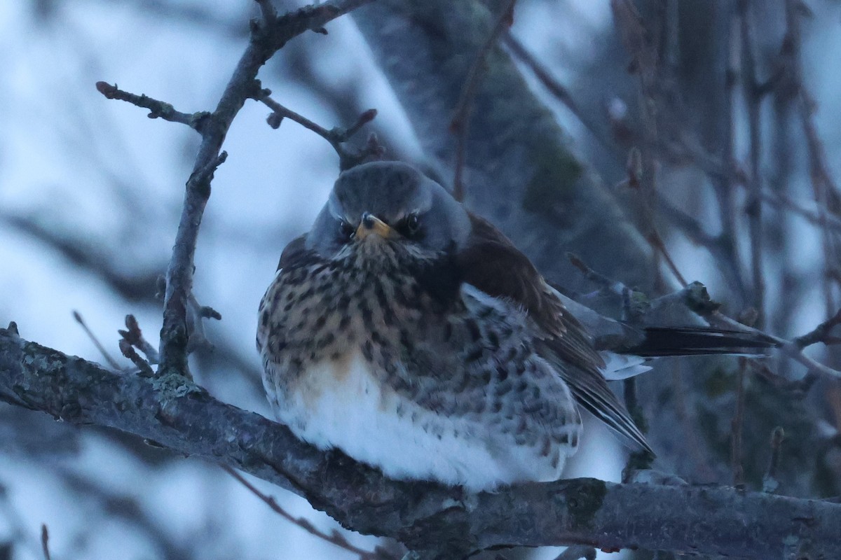 Fieldfare - ML613680043