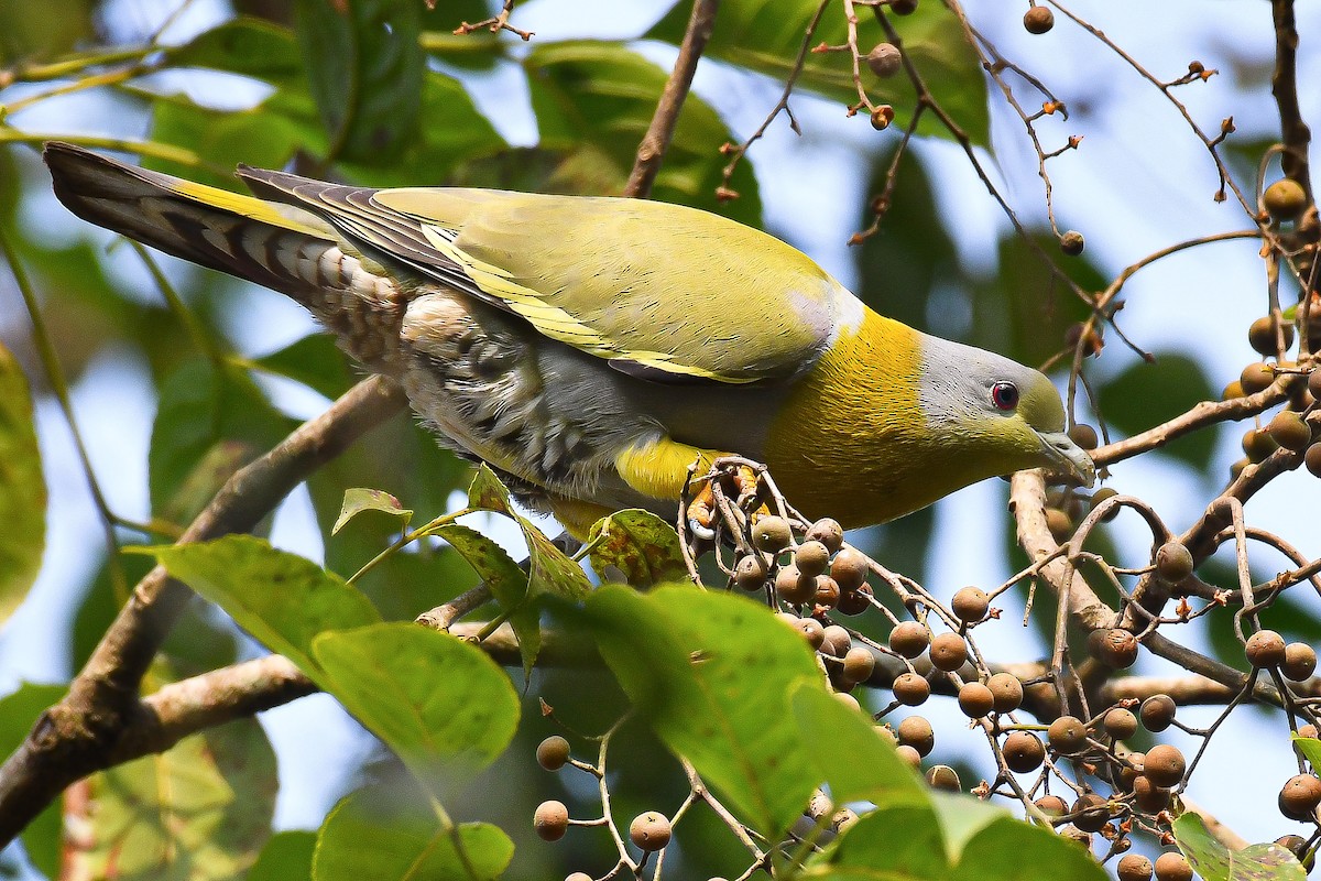 Yellow-footed Green-Pigeon - ML613680101