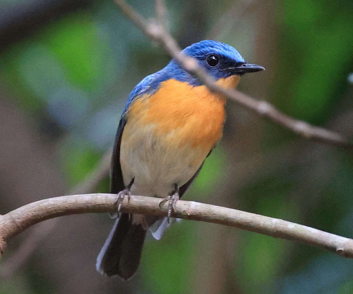 Tickell's Blue Flycatcher - ML613680187