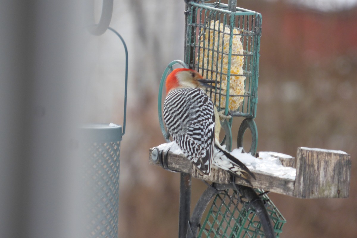 Red-bellied Woodpecker - ML613680220