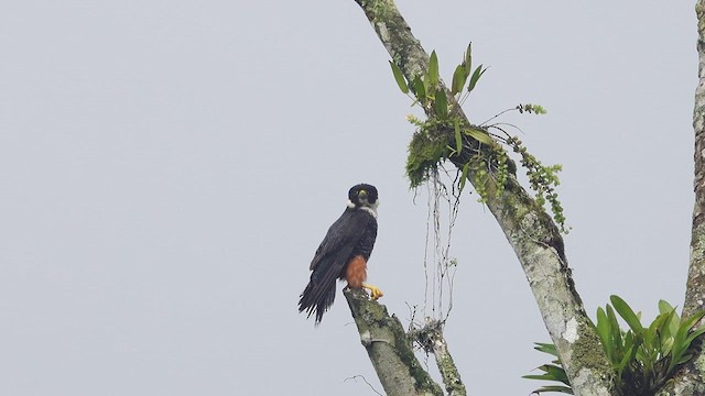 Bat Falcon - ML613680227