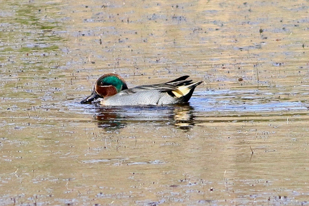 Green-winged Teal - ML613680256