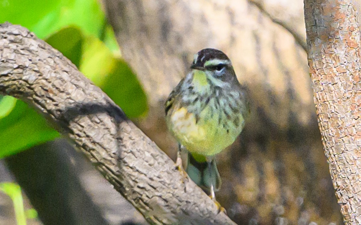 Palm Warbler - ML613680360