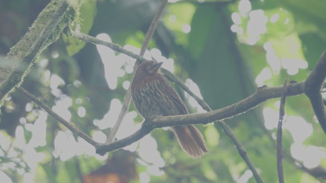 White-whiskered Puffbird - ML613680361