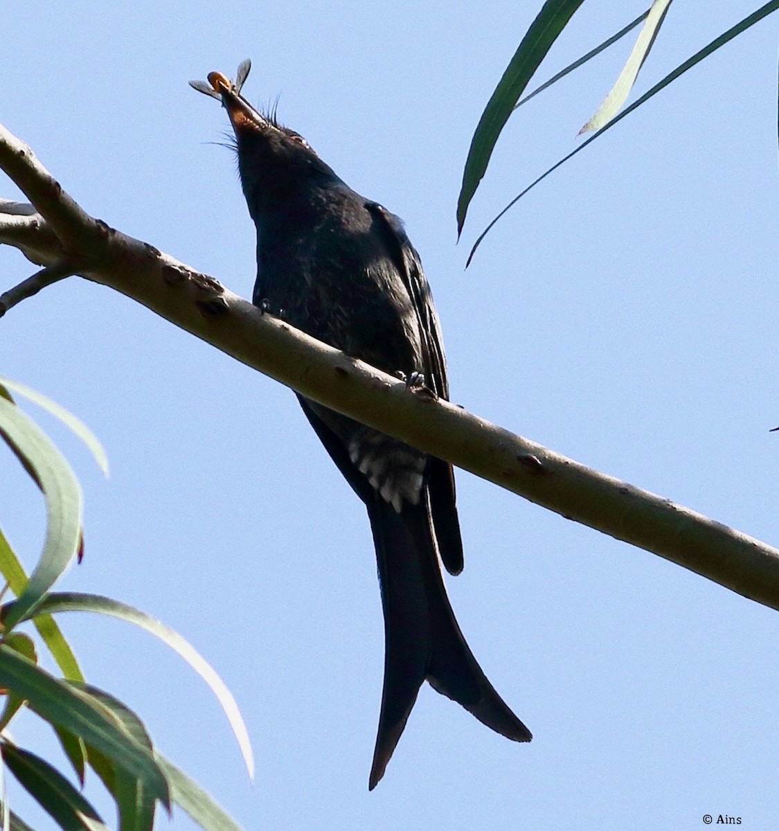 Kül Rengi Drongo - ML613680366