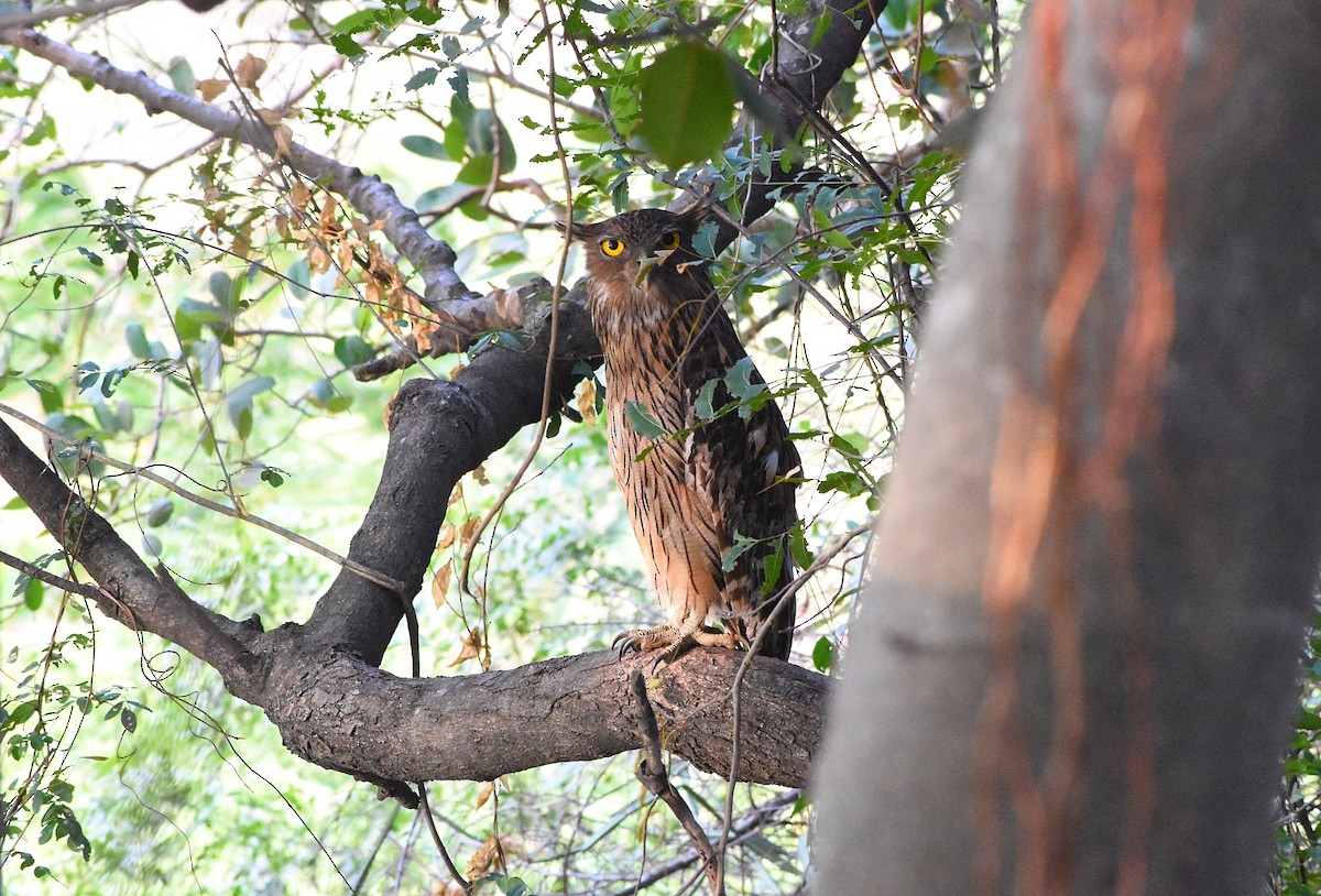 Brown Fish-Owl - Anand Birdlife