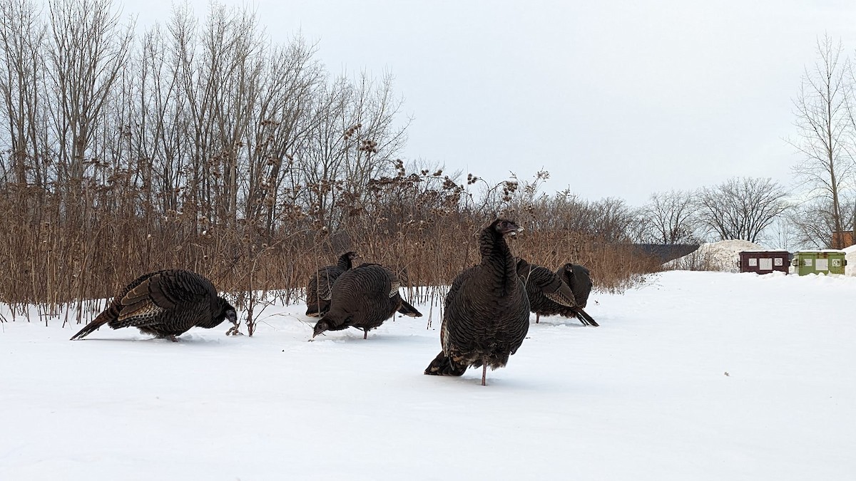 Wild Turkey - ML613680451