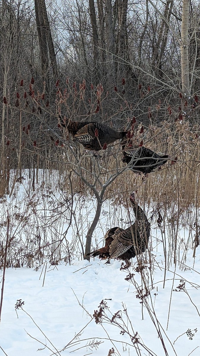 Wild Turkey - Joël Coutu