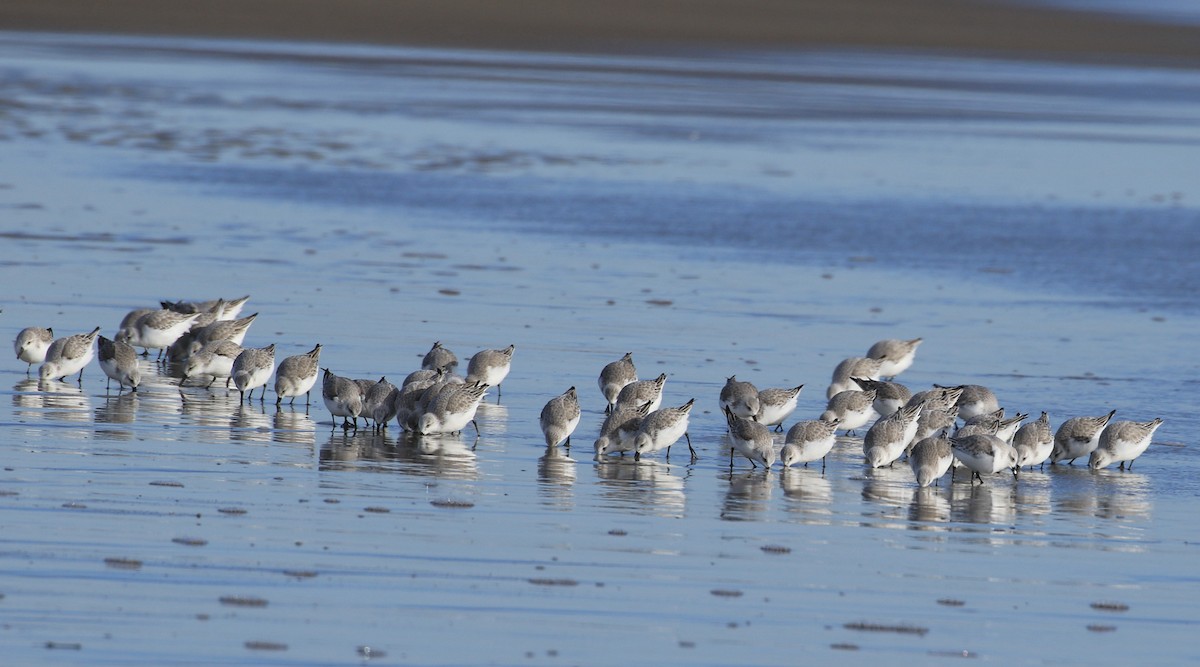 Bécasseau sanderling - ML613680479