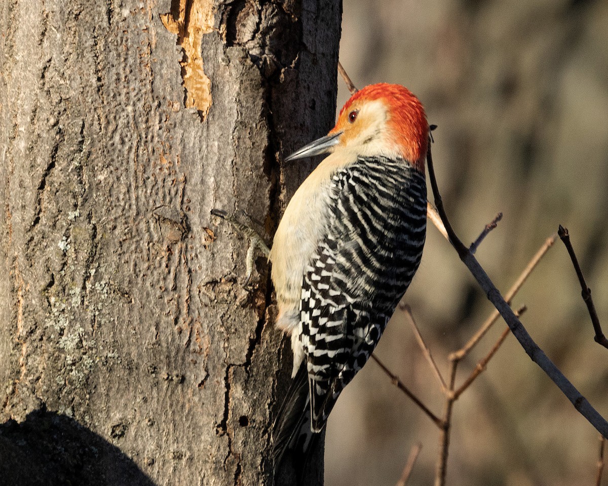 Red-bellied Woodpecker - ML613680520