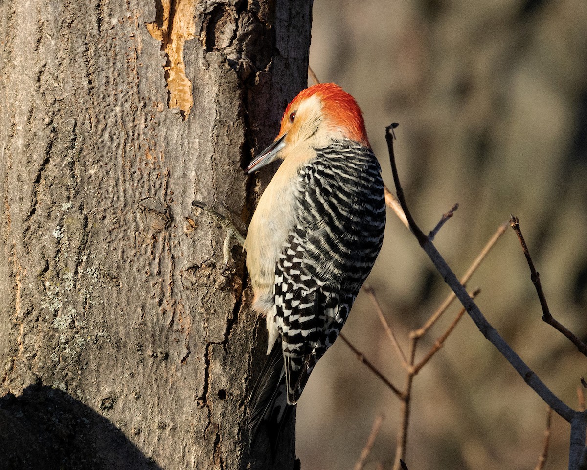 Red-bellied Woodpecker - ML613680522