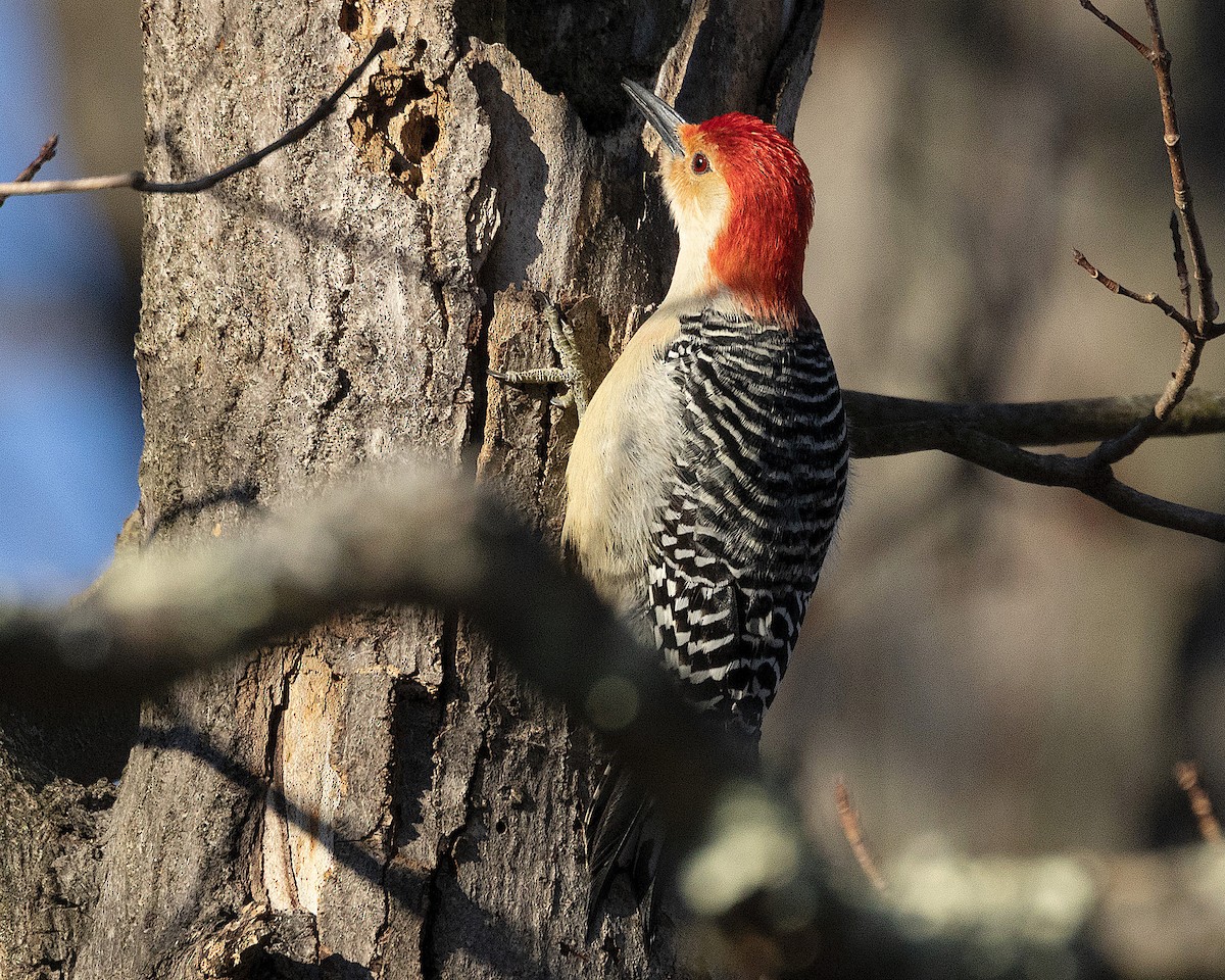 Red-bellied Woodpecker - ML613680528