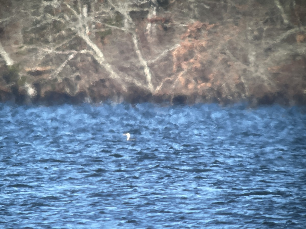 Western Grebe - ML613680602