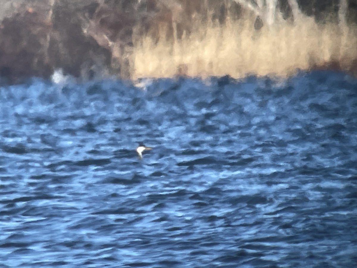 Western Grebe - Valerie Burdette