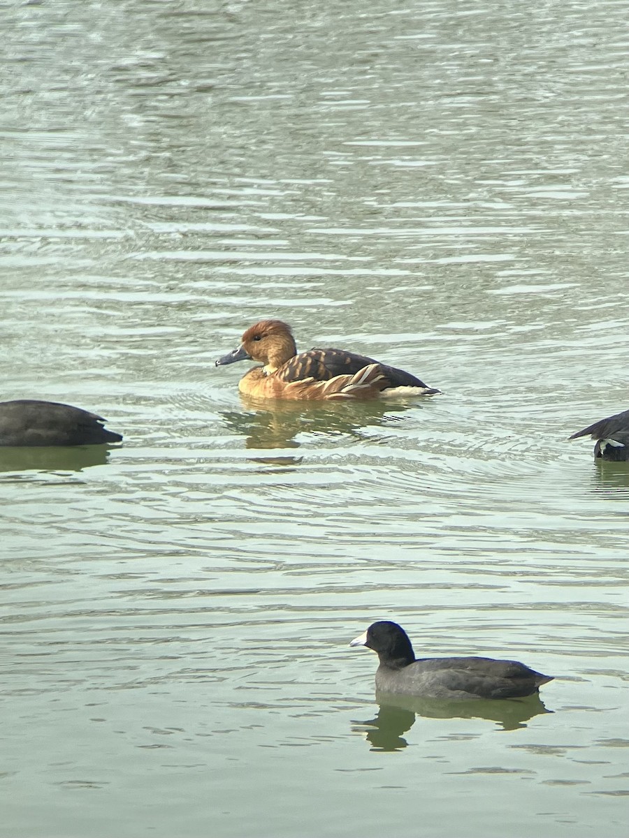 Fulvous Whistling-Duck - ML613680640