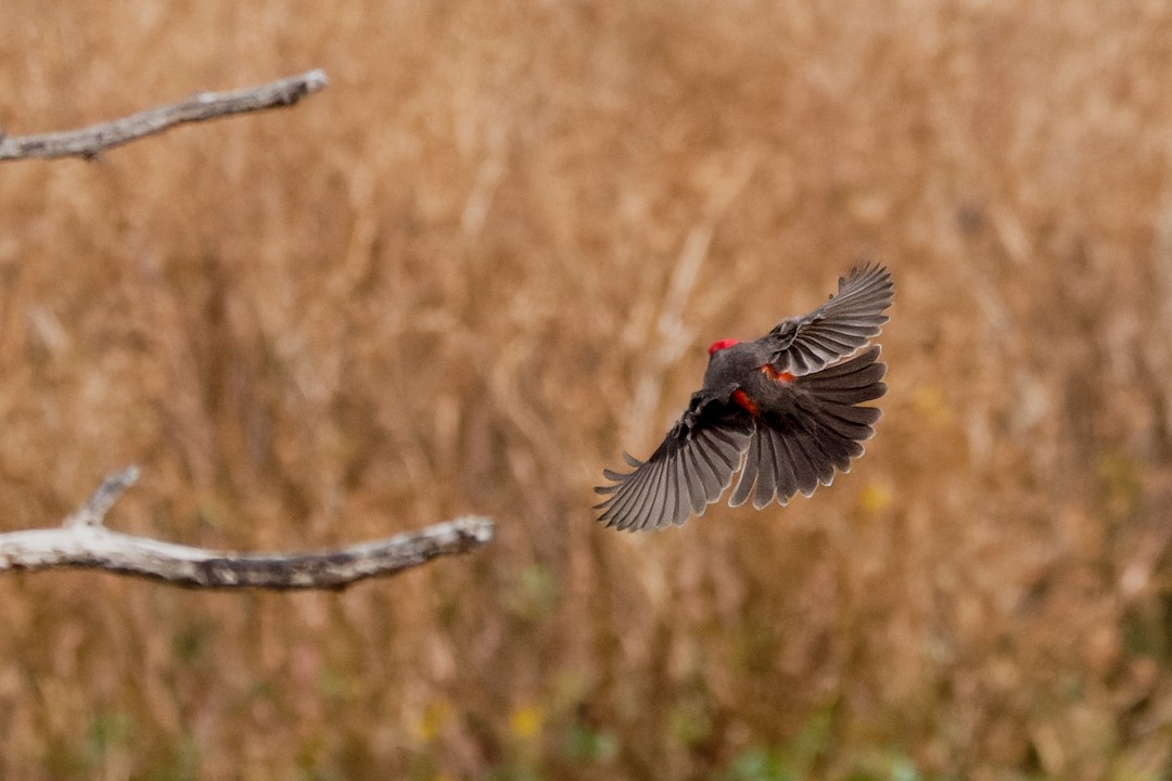 Vermilion Flycatcher - ML613680644