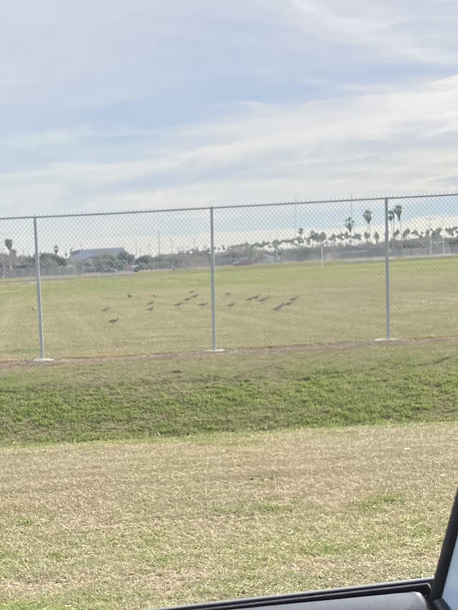 Long-billed Curlew - ML613680661