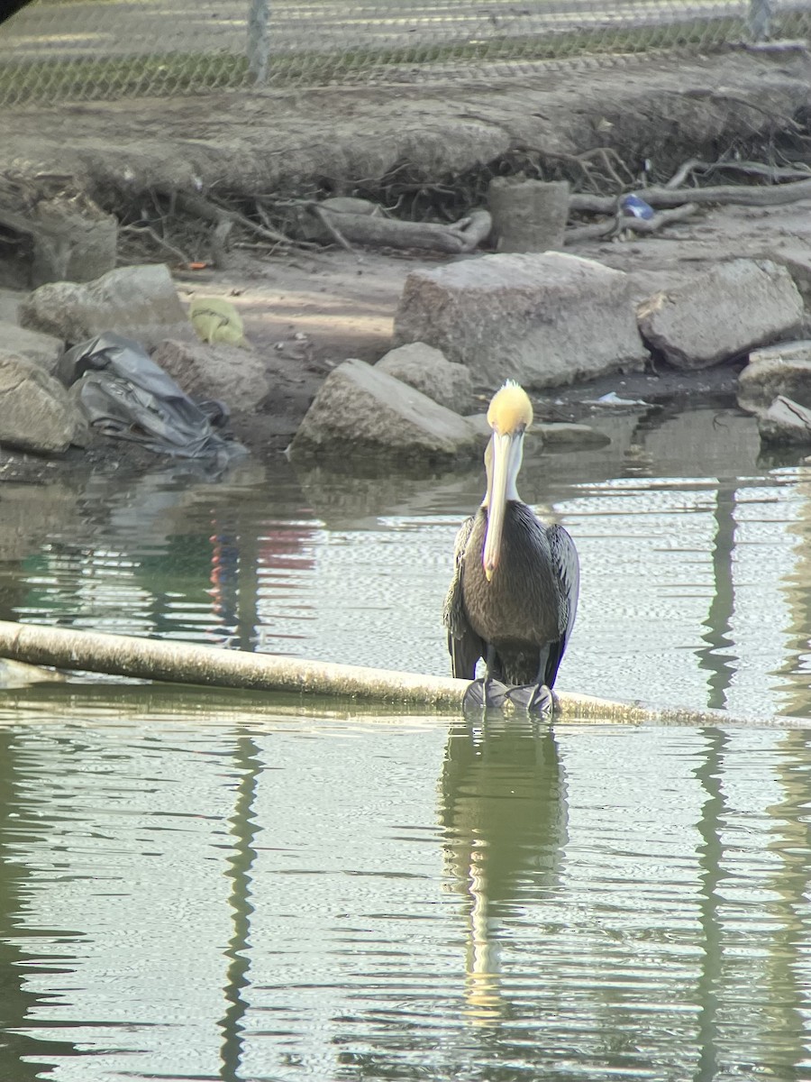 Brown Pelican - ML613680704