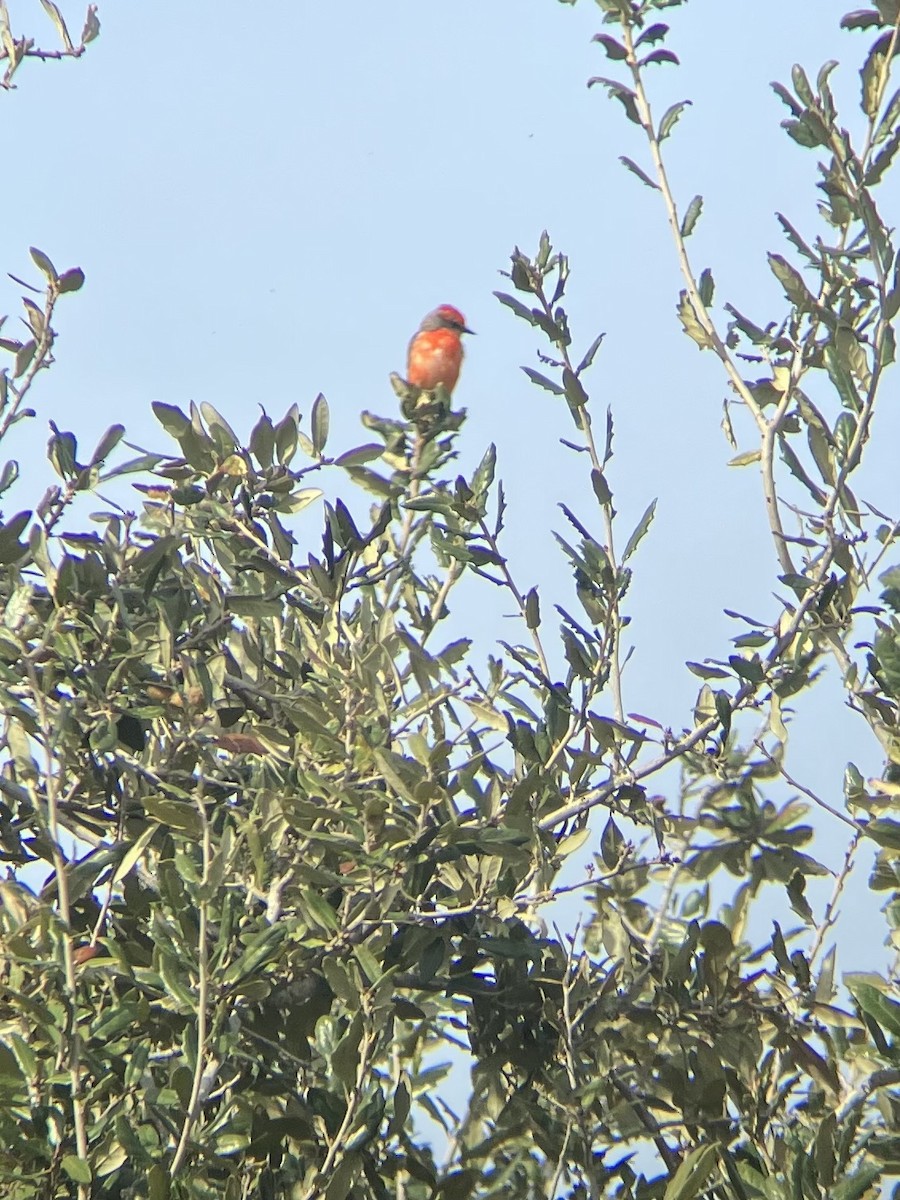Vermilion Flycatcher - ML613680728