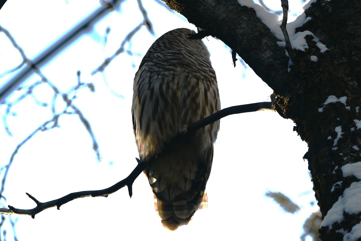 Barred Owl - ML613680736