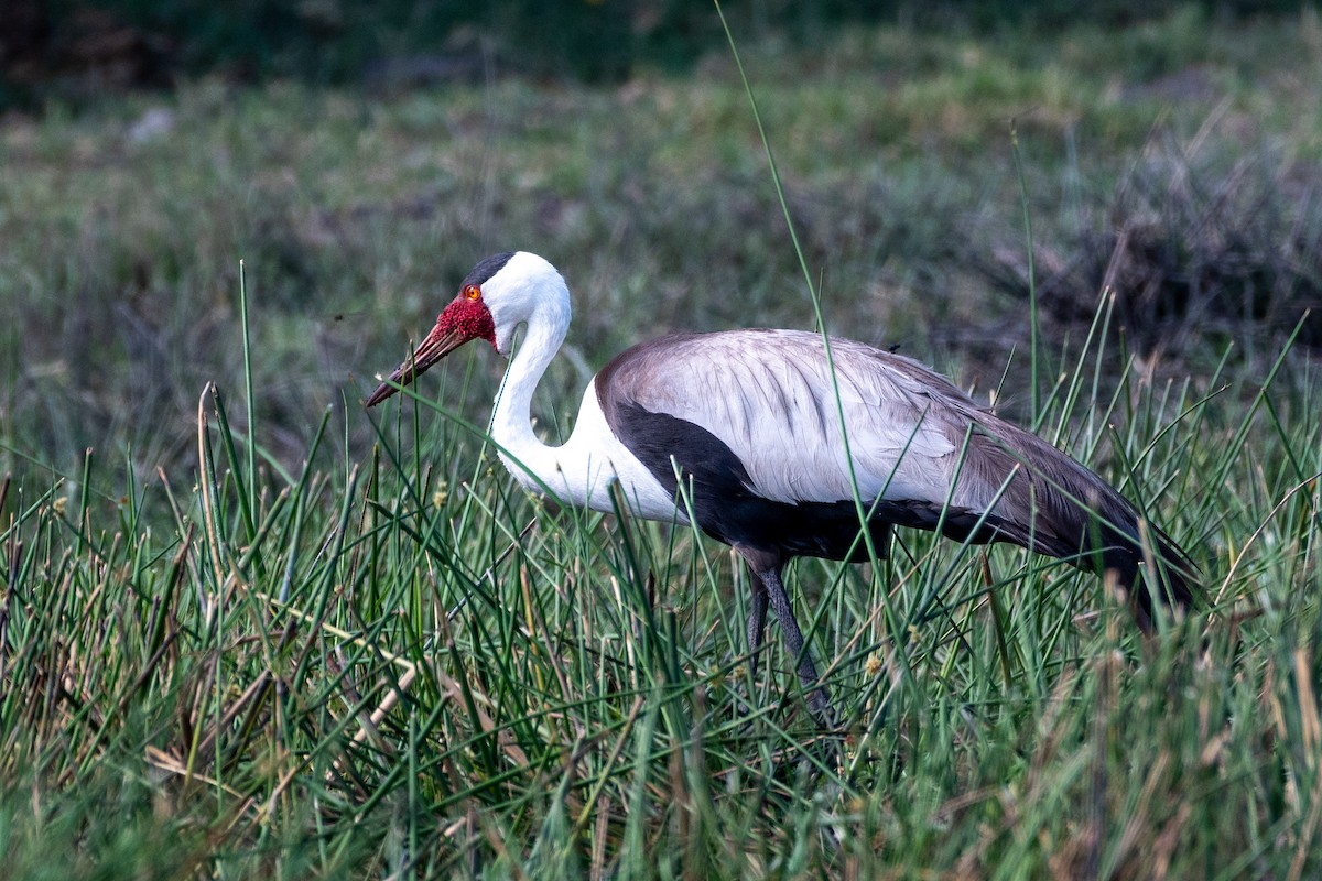 Wattled Crane - ML613680837