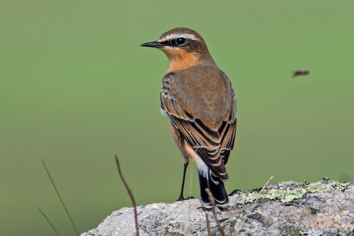 Northern Wheatear - ML613680874