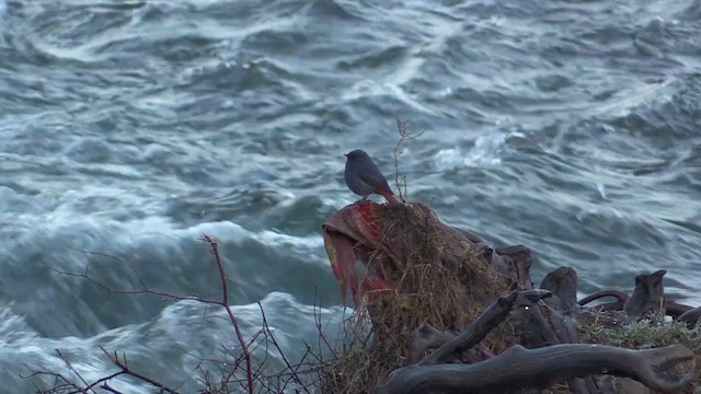 Plumbeous Redstart - ML613680925