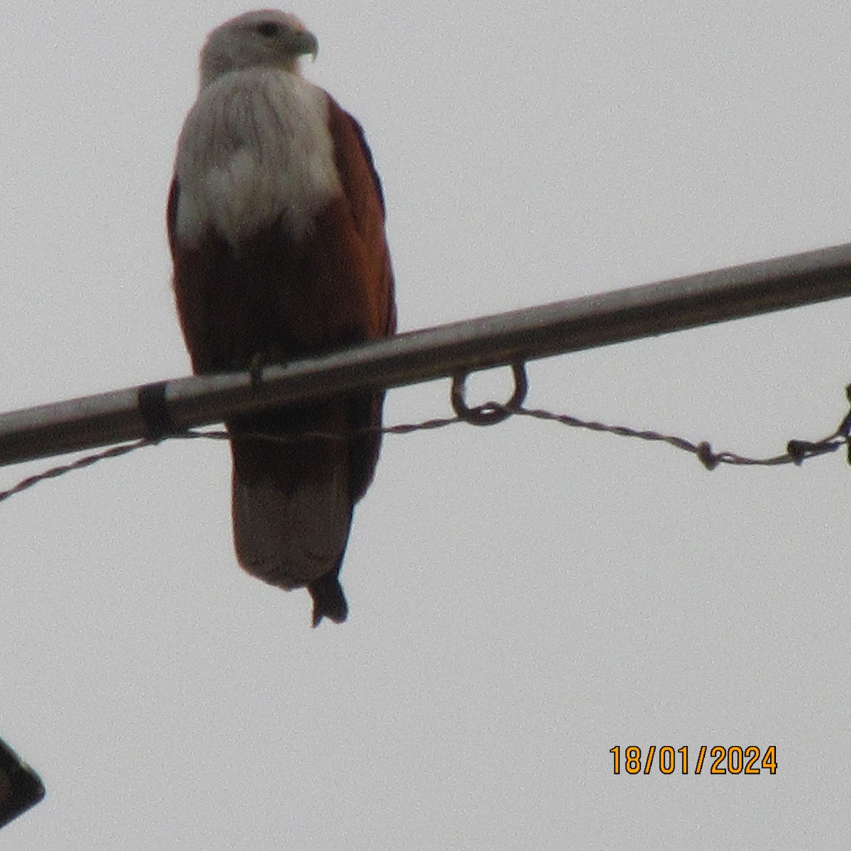 Brahminy Kite - kesavan venkataraman