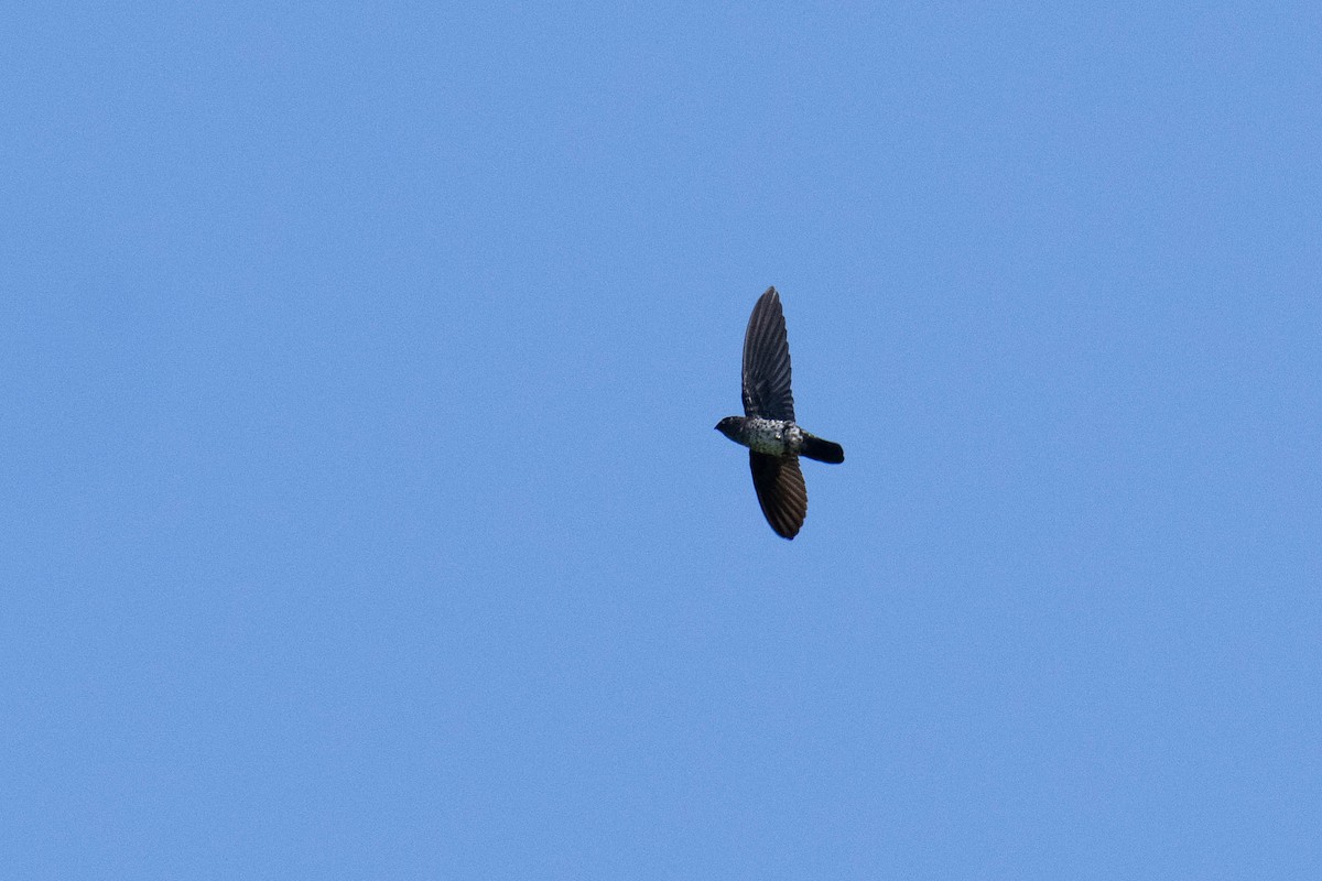 Plume-toed Swiftlet - ML613681040