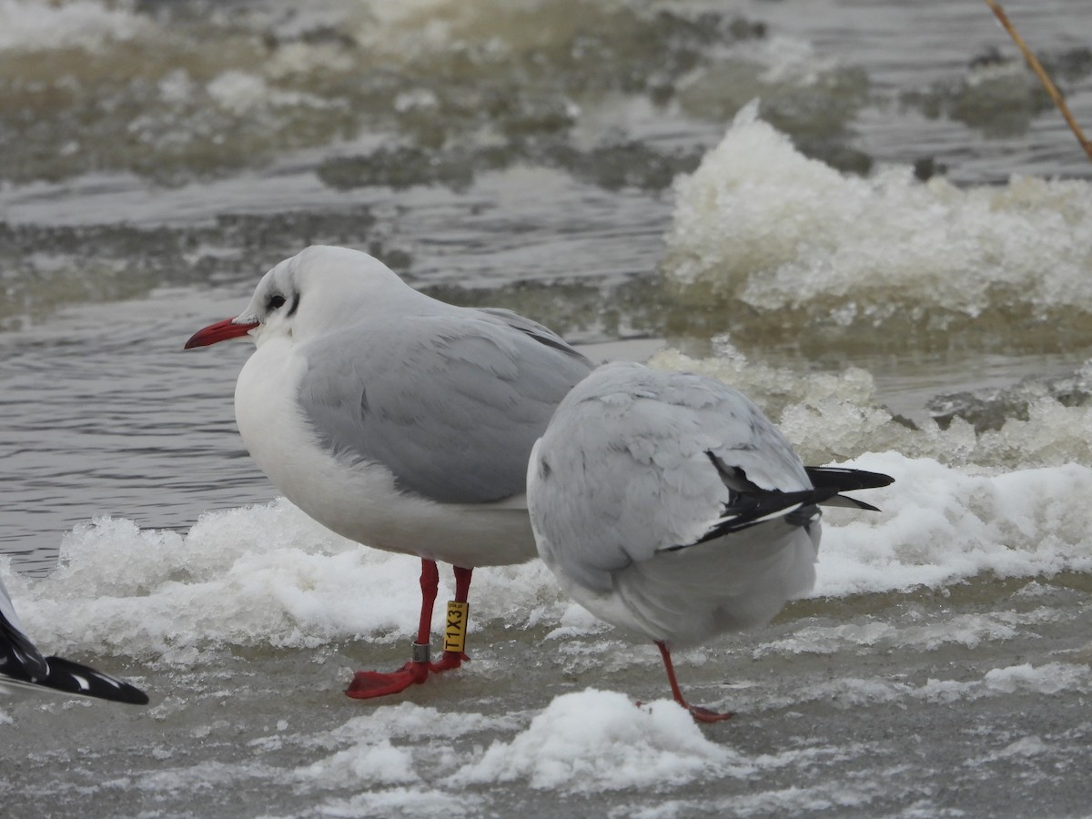 Black-headed Gull - ML613681068