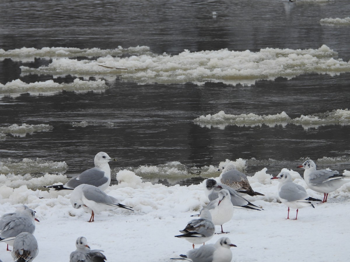 Common Gull - ML613681071