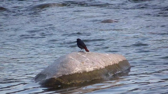 Plumbeous Redstart - ML613681072