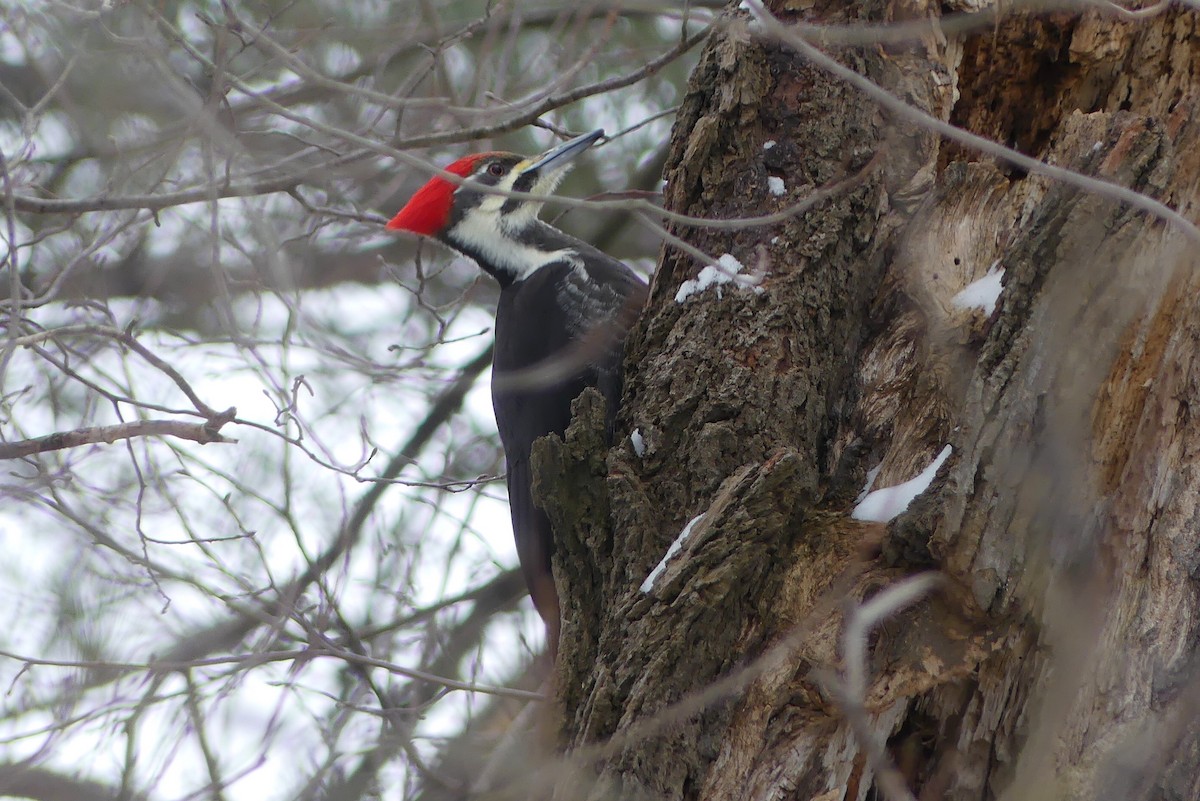 Pileated Woodpecker - ML613681080