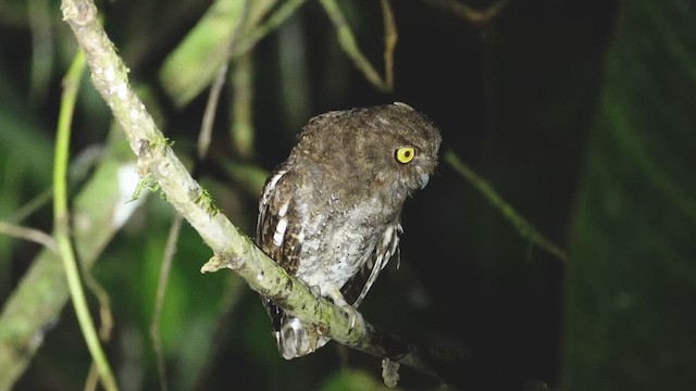 Choco Screech-Owl - ML613681102