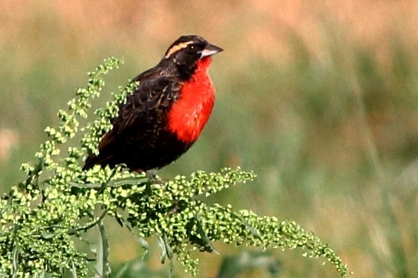 White-browed Meadowlark - ML61368111