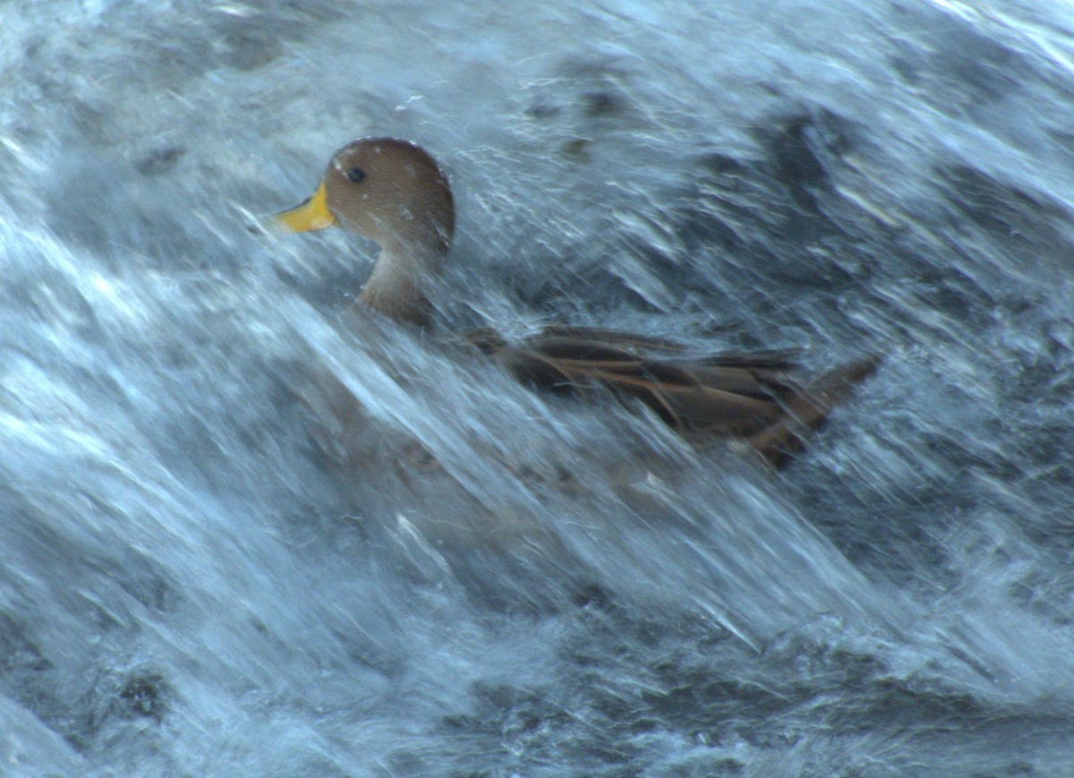 Yellow-billed Pintail - ML613681223