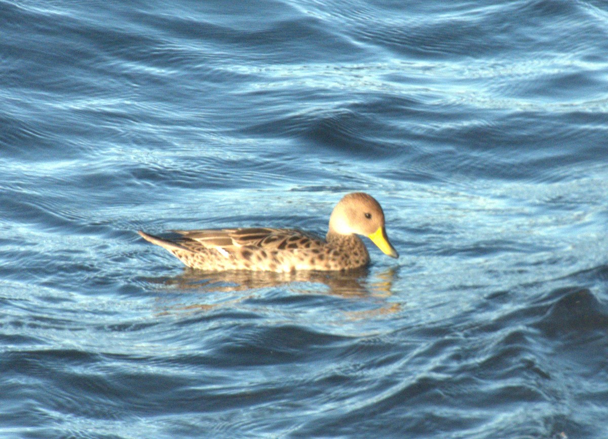 Yellow-billed Pintail - ML613681240