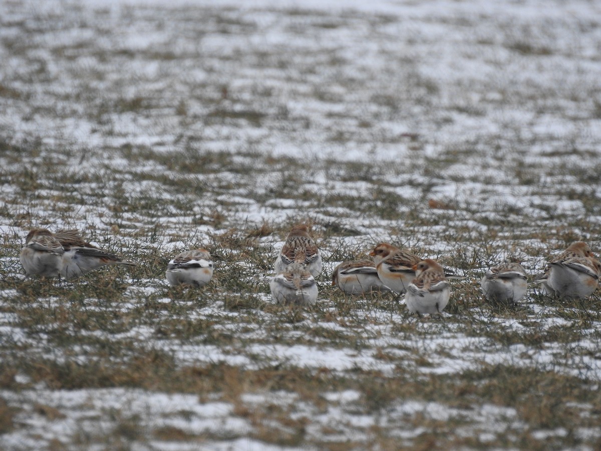 Snow Bunting - ML613681344