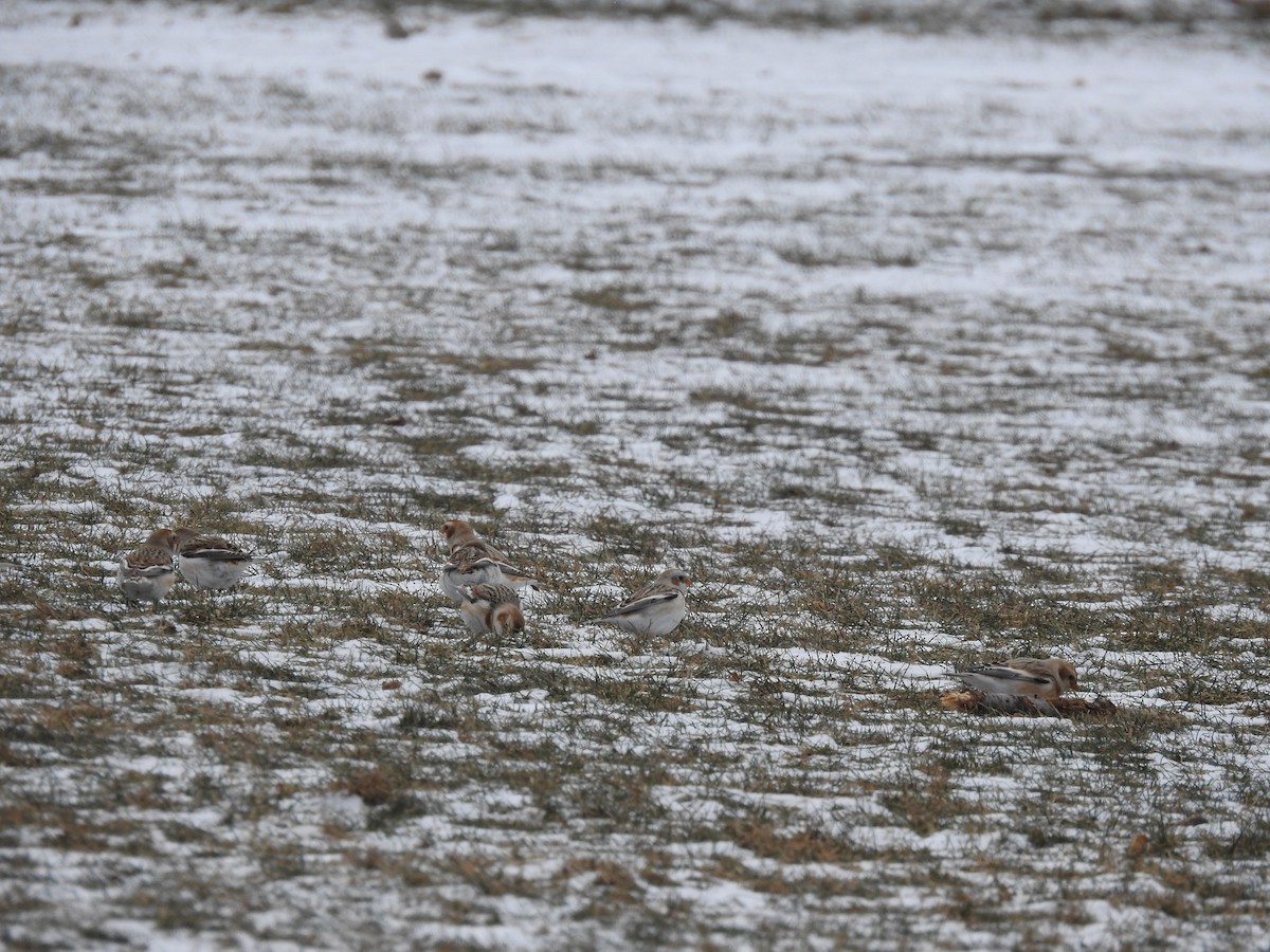 Snow Bunting - ML613681345