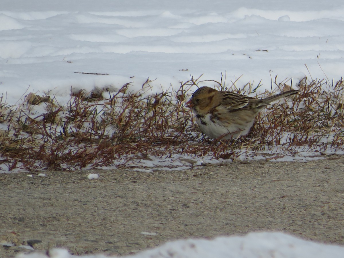 Harris's Sparrow - ML613681444