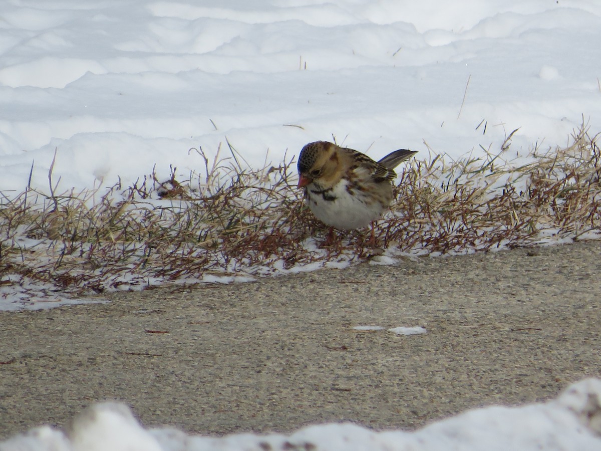 Harris's Sparrow - ML613681445