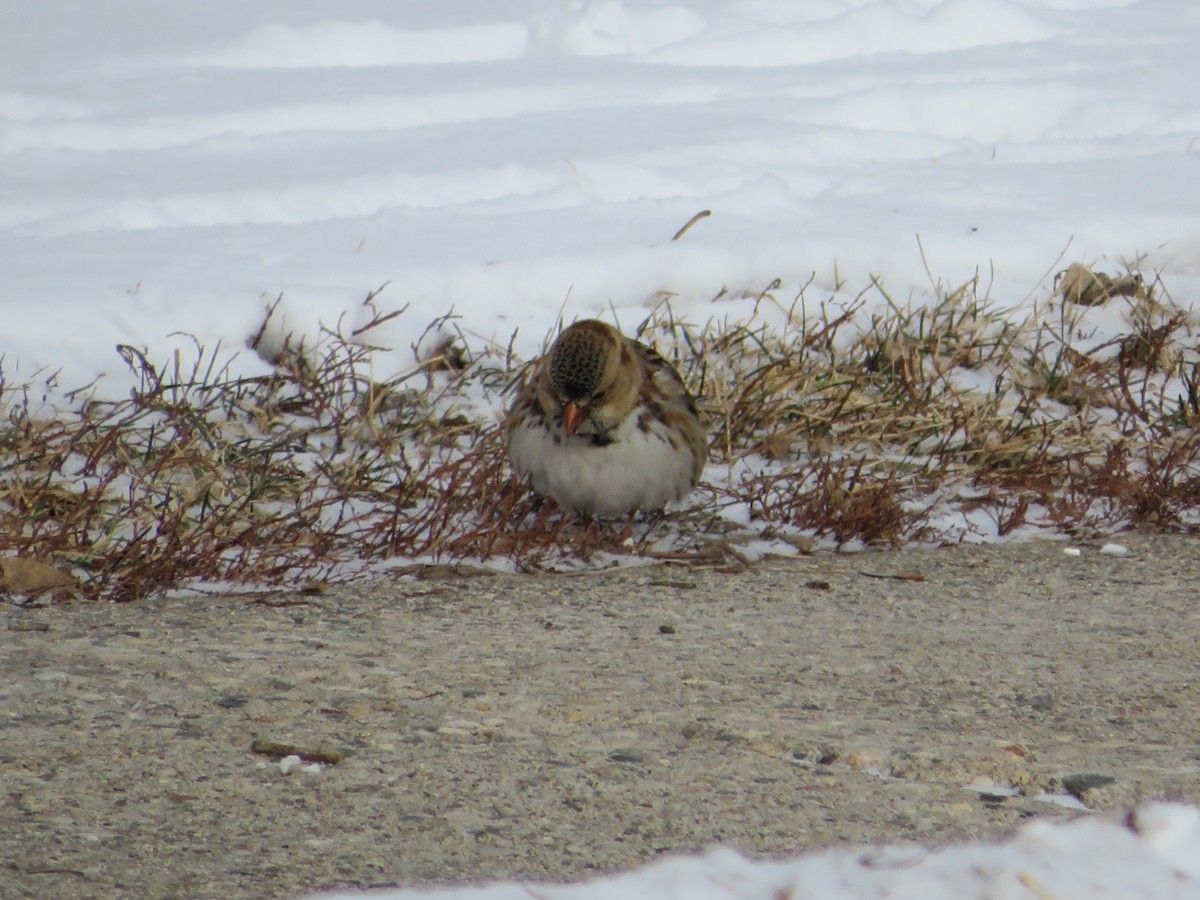 Harris's Sparrow - ML613681447