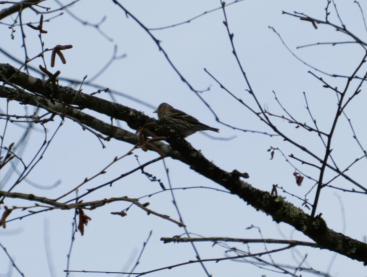 Pine Siskin - ML613681505