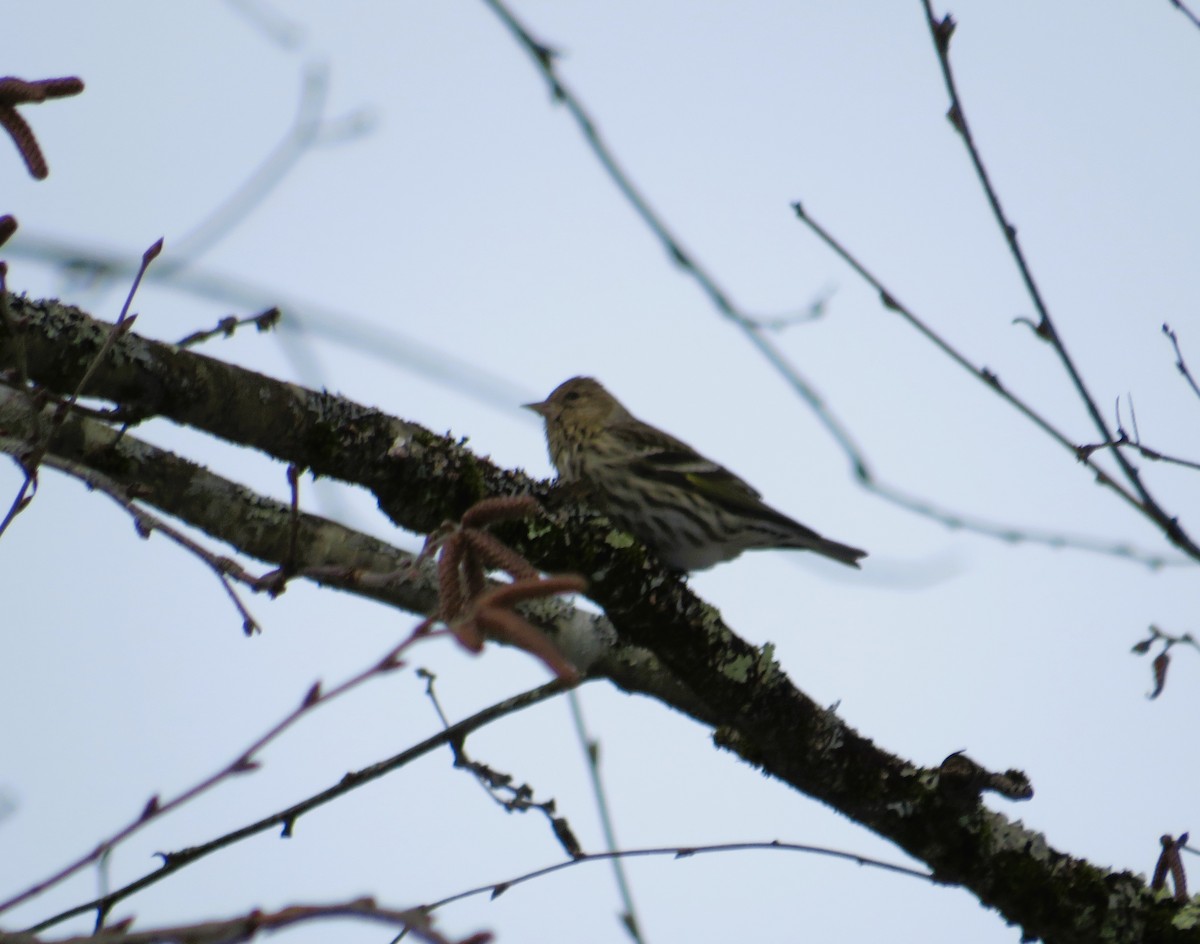 Pine Siskin - ML613681514