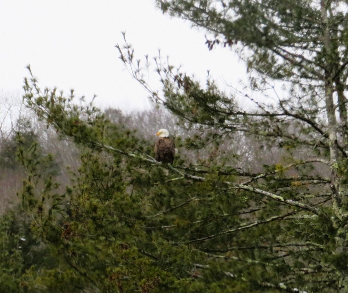 Bald Eagle - ML613681517