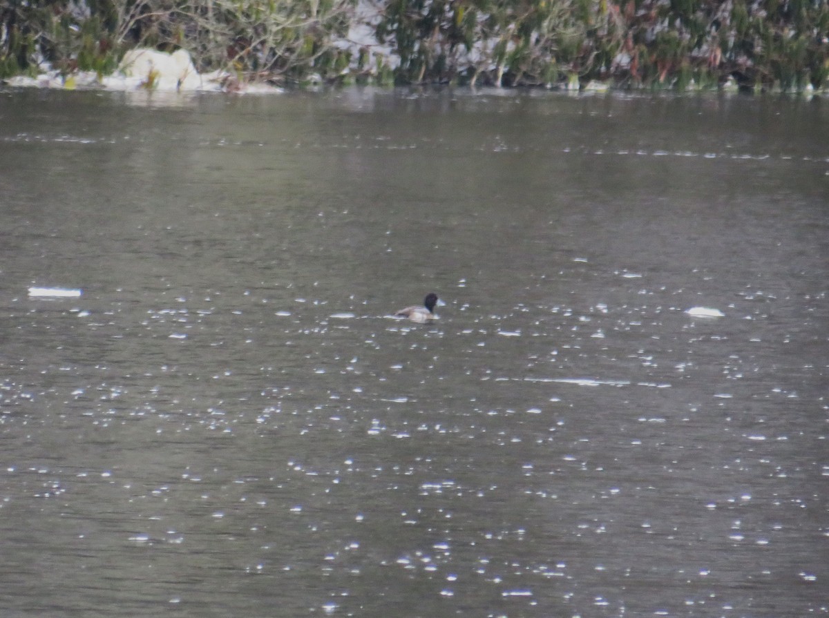 Lesser Scaup - ML613681521