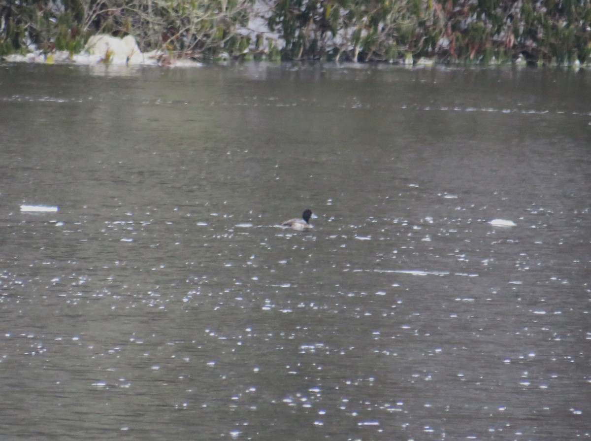 Lesser Scaup - ML613681521