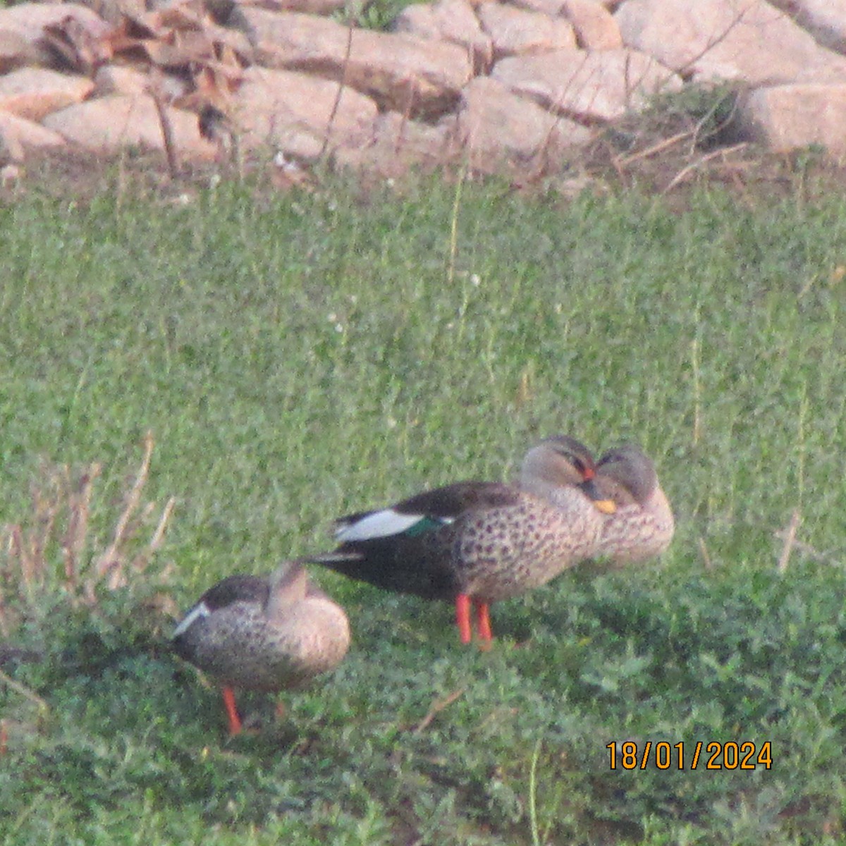 Canard à bec tacheté - ML613681595